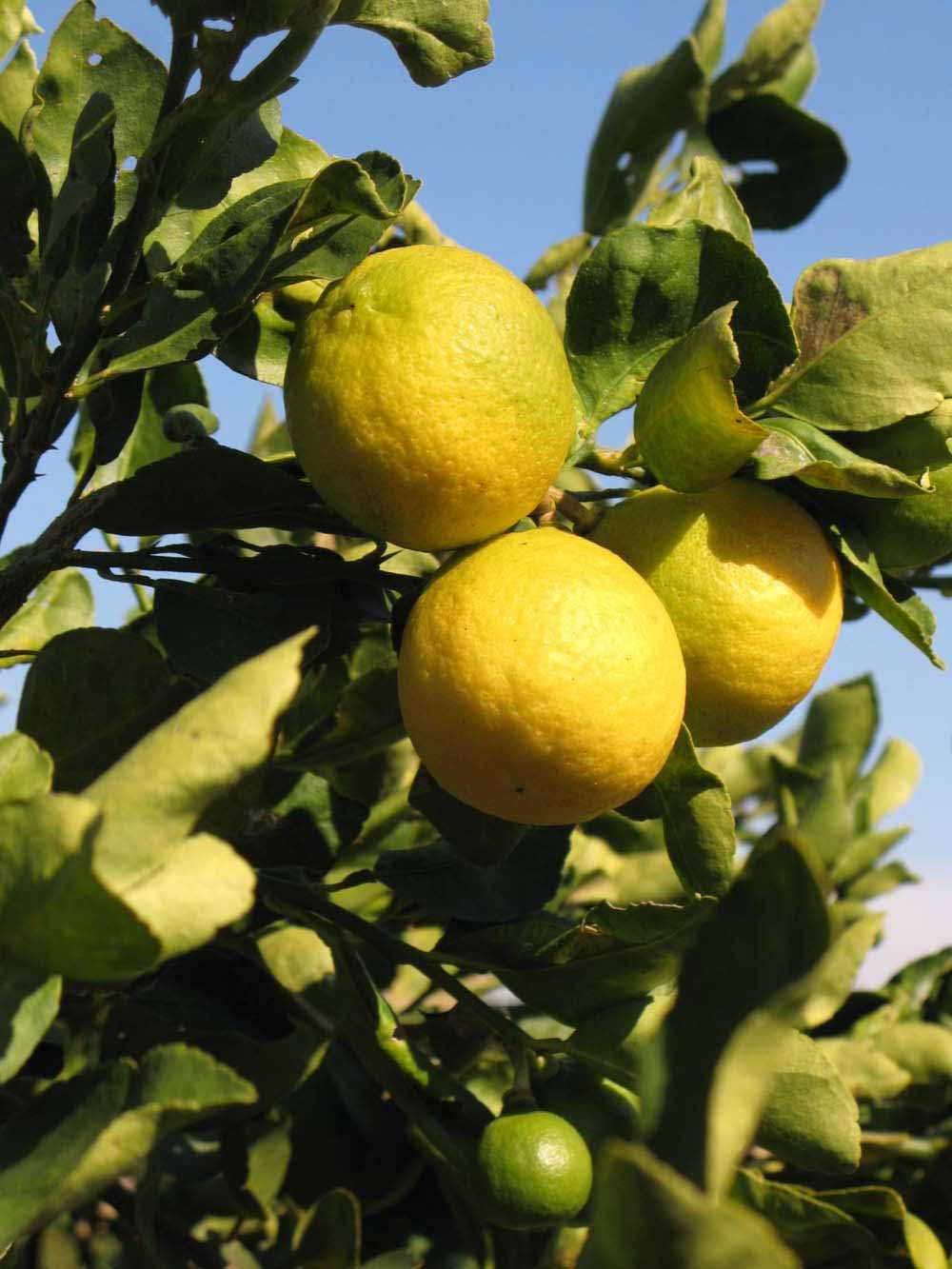              Fruit (Winter Haven, FL)       